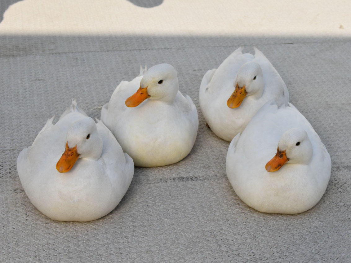 「ふれあい動物園」を開催しました。1