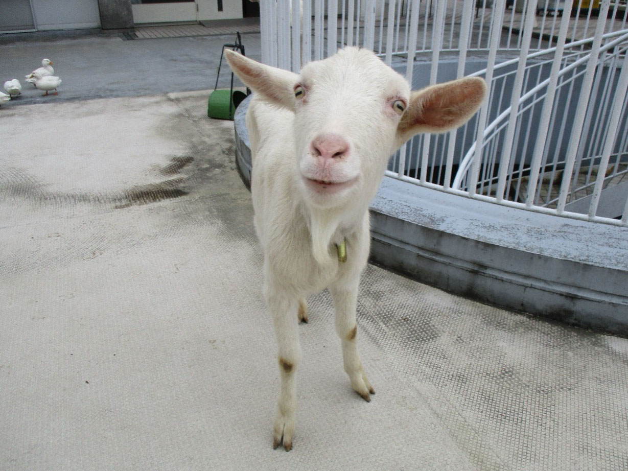 「ふれあい動物園」を開催しました。2